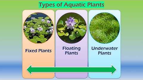 Adaptations in aquatic plants