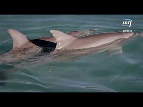 Video: Banginiai, Delfinai, šimpanzės Ir Drambliai Supranta, Kas Yra Mirtis - Alternatyvus Vaizdas