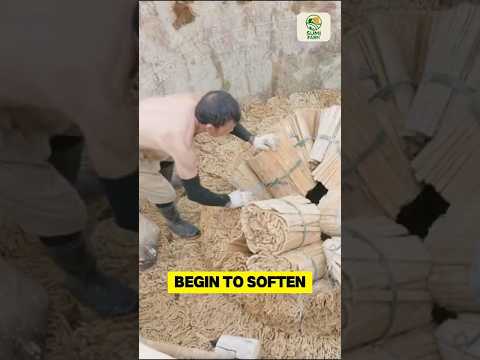 How the Chinese Turned Bamboo Into Paper #shorts