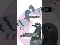 [実話] 地元の鳩をアイドルゲーの如く育成した話　#ホロリス