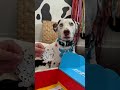 September Pup O’Clock Box: Deaf Awareness Month #dogtraining #deafawarenessmonth #deafdogsrock