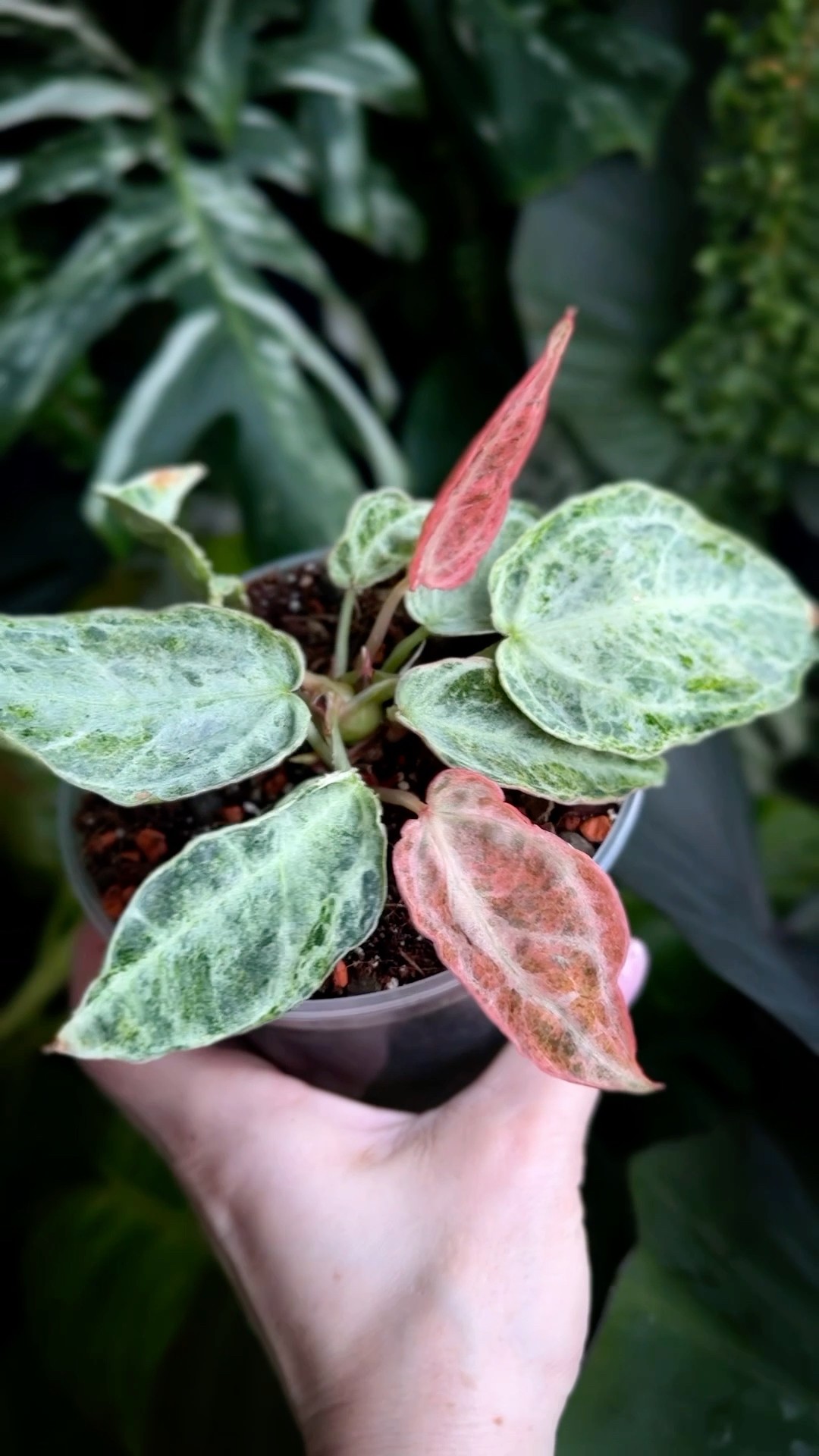 Anthurium silver blush mint 💚 - YouTube