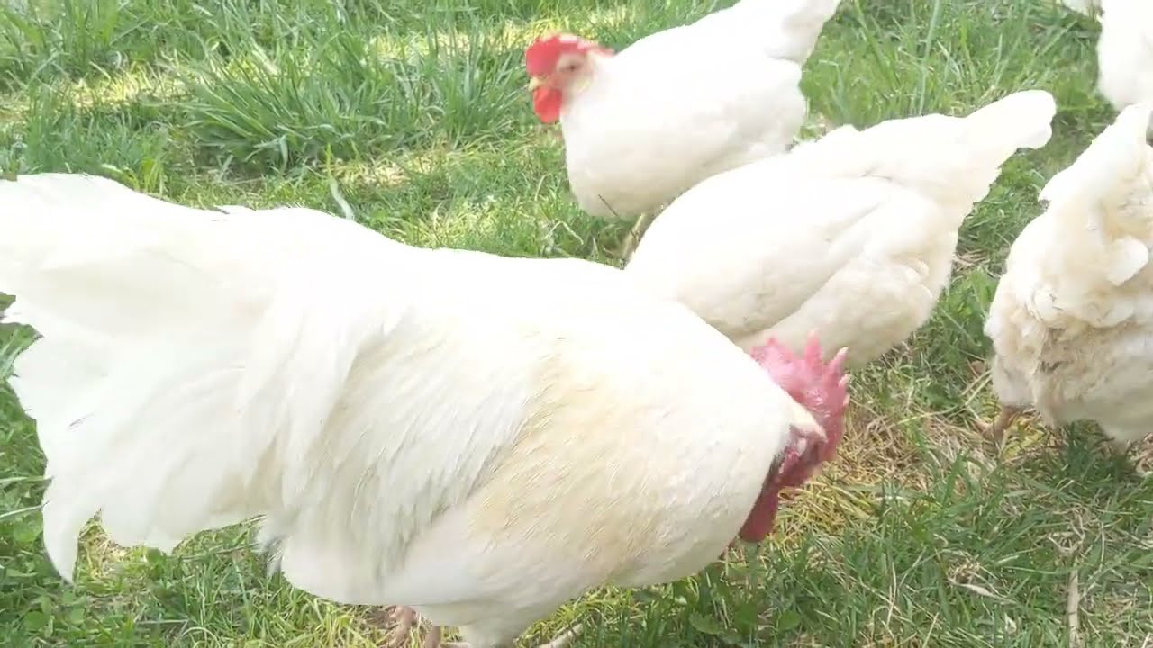 💙 Leghorn 🤍 and 🐔 azure blue 💙 chickens are excellent eggs laying hens 🤍🐔😍