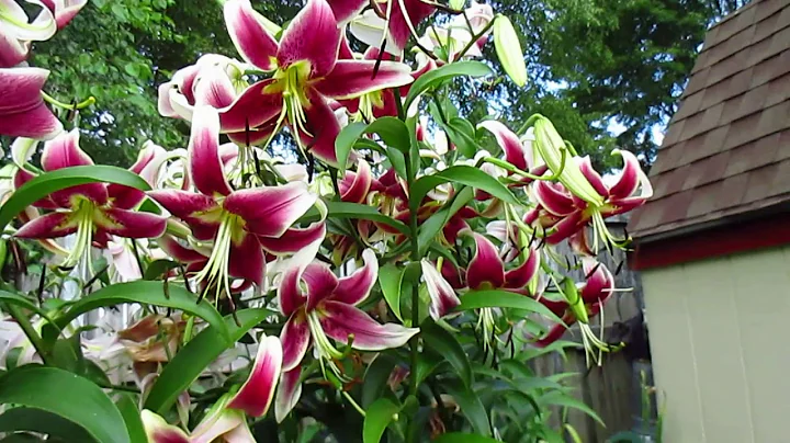 Tree lily garden tour. Angie han's garden.