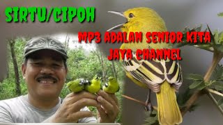 Suara pikat burung sirtu paling ampuh mp3 || sirtu menjerit adalan jaya channel