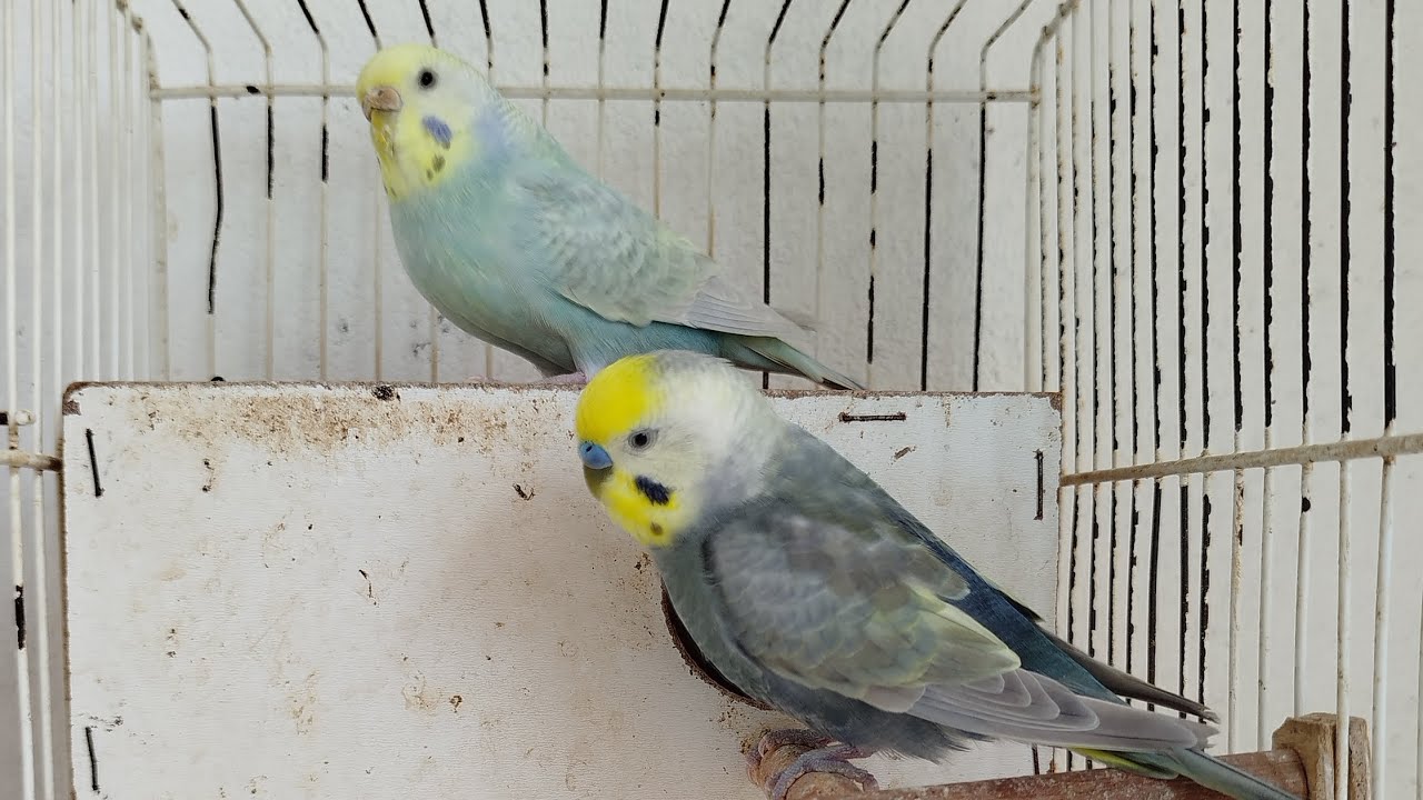 (Atualização da criação) Volta do projeto arco íris 🌈...