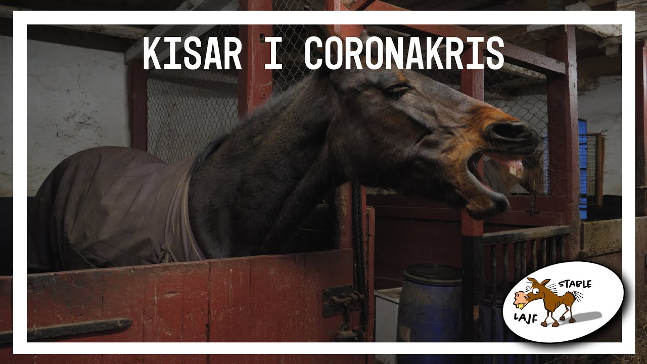 StableLajf - Kisar i Coronakris