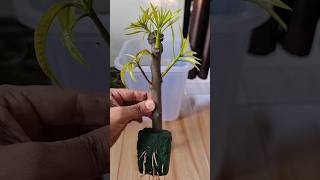 Propagation Mango Tree From Cutting #shortsvideo