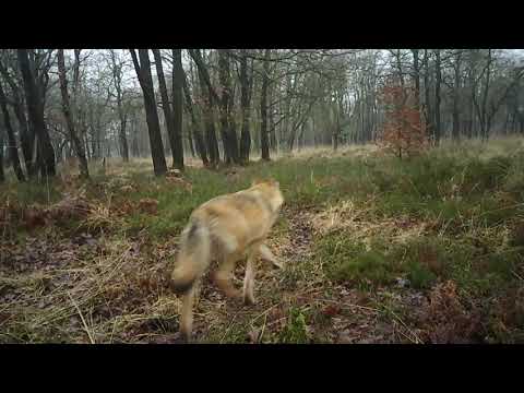 Wolvenfamilie Noord Veluwe