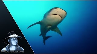 Tiger Sharks & Divers 02 Footage