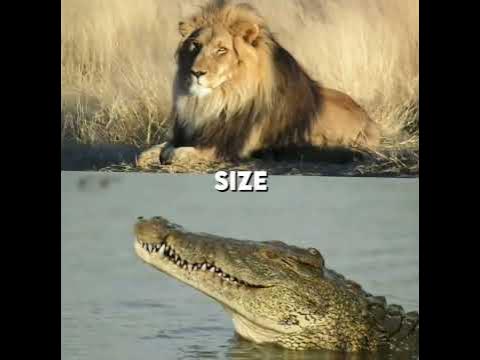 lion vs nile crocodile #lion #capcut #crocodile #nile #shorts #edit