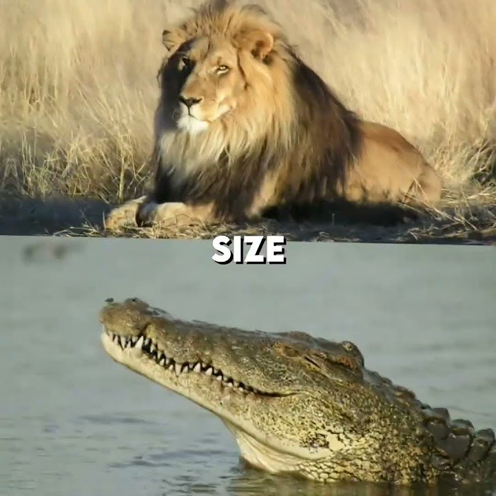 lion vs nile crocodile #lion #capcut #crocodile #nile #shorts #edit