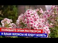 Поливайте этим раствором, и флоксы не будут болеть!