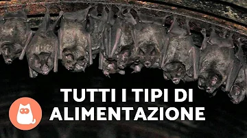 Che cosa si mangiano i pipistrelli?