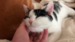 Sweetest lady receives the royal treatment by Archie The Cat & Friends 14,641 views 3 weeks ago 40 seconds