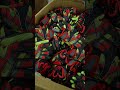 Thousands of Safety Gloves Packed and Ready to Ship to the USA #Shorts