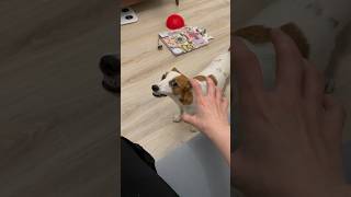 в конце кульминация, достойная этой напряженной сцены… #jackrussellterrier #джекрасселтерьер #собака