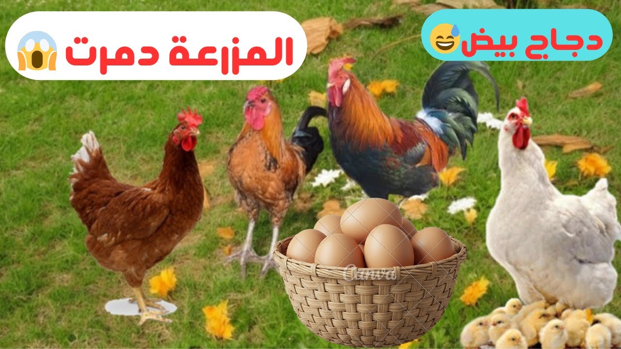 المزرعة اليوم خرجت عن السيطرة 🥲 بسبب الامطار 😱 
