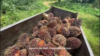 MUAT SAWIT PERKEBUNAN