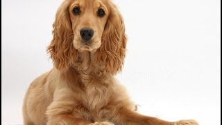 Cocker Spaniel Dog Breed | Cocker Spaniel Dog Breed Guide