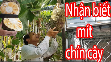 Cách nhận biết mít chín cây và thưởng thức mít chín cây | Võ Đường Ngọc Hòa TV