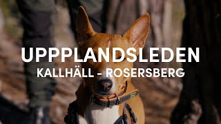 Double doggo spring hike! - Upplandsleden from Kallhäll to Rosersberg by Emil Sahlén 273 views 11 months ago 23 minutes