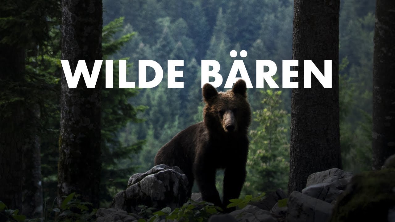 Wilde Braunbären in Europa - Zeitweise Naturfotografie in Slowenien