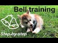 How we trained our puppy to ring a bell to go outside  (Pomsky dog training)