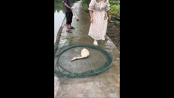 Amazing Chinese Fish Trap