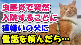 猫のほのぼの話 Youtube 猫のほのぼの話 Youtube