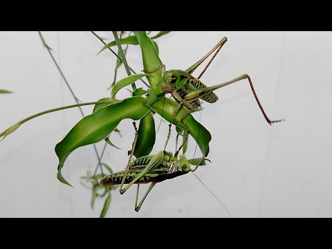 Серый кузнечик vs Кузнечик седакова Wart-biter vs Sedakov's katydid.