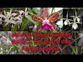 Novo vídeo Paraíso das orquideas parte2 New video Paradise of orchids part  Nuevo Paradise orchids