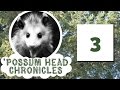 Possum head chronicles episode 03