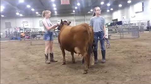 PART 2; DEXTER CATTLE Linear Classification Basics