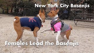 Females Lead the Basenjis - New York City Basenji Meetup - 21 April 2024 by New York City Basenjis 372 views 2 weeks ago 3 minutes, 28 seconds