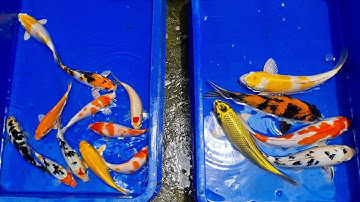 Trại Cá Koi mini, Koi nhật, Chép phụng combo 20 con 400.k