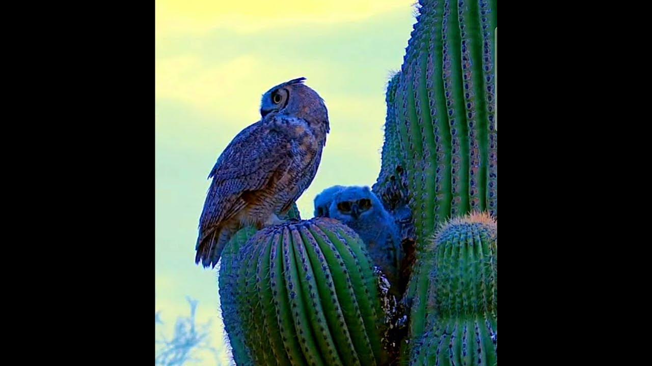🌵Кактусовый🦉Сыч🧚‍♂️Эльф🧚‍♀️ - YouTube