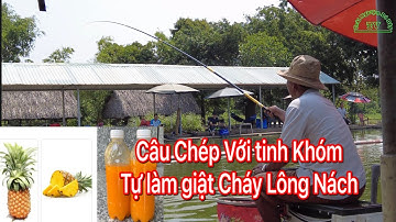 Câu Chép Bằng Bài Cám 5 loại và Tinh Khóm Tự Làm Giật Chép Cháy Lông Nách