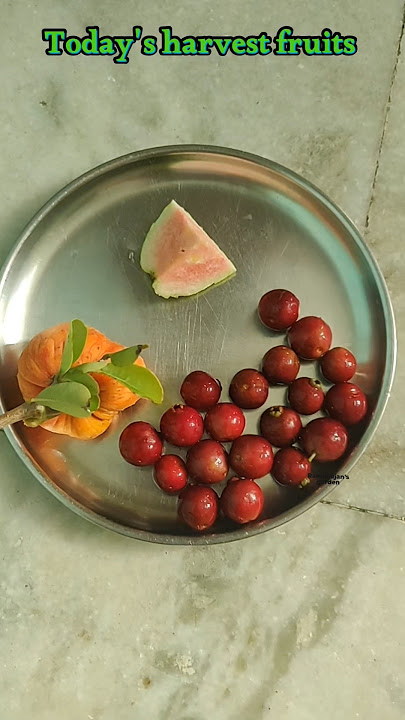 Today's harvest Annona spinescens, Araca una and RG1 guava fruits. #garden #farming #fruit