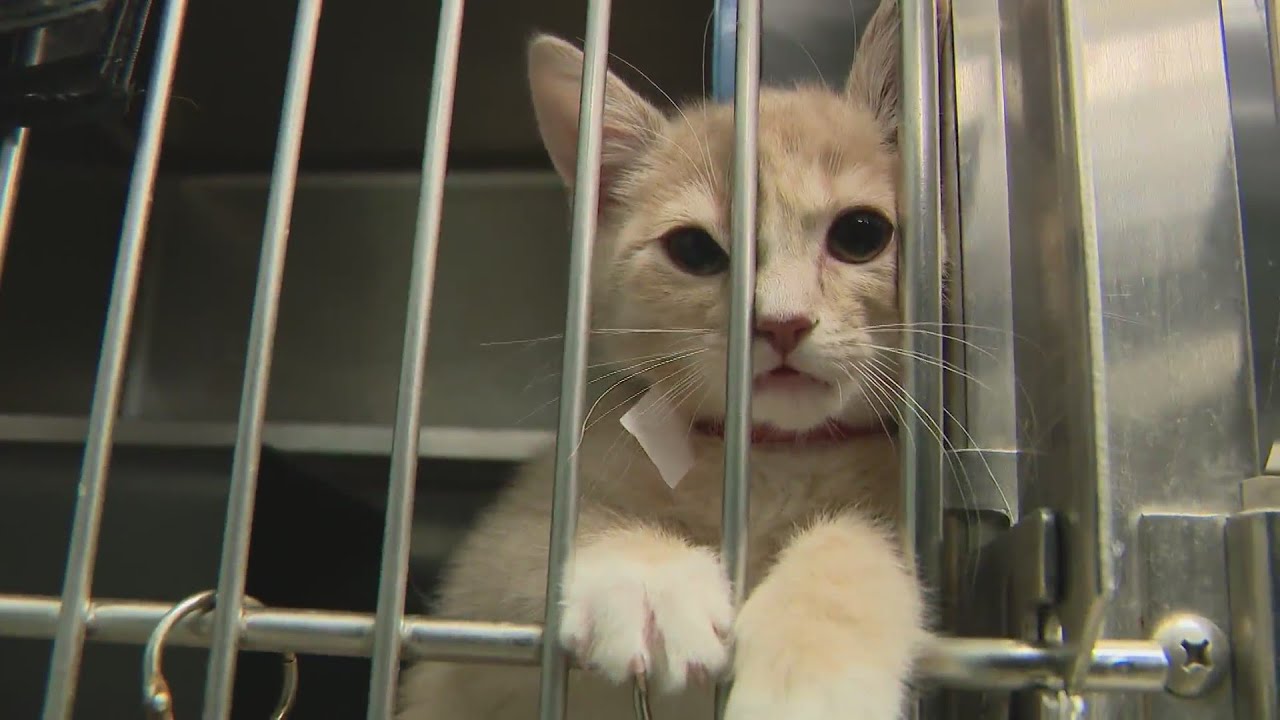 Anti-Cruelty Society waives adoption fees for the weekend