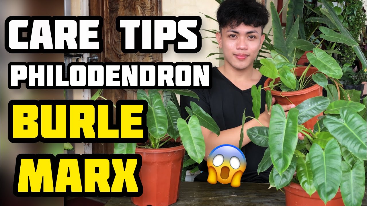 HOW TO CARE PHILODENDRON BURLE MARX | PAANO ALGAAN ANG BURLE MARX PHILODENDRON PLANT!