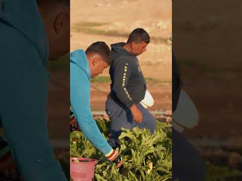 بادوش وزراعتي احسن شغلتين رجعلتهم