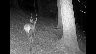 DEER AND ROE DEER PASS IN FRONT OF THE TRAIL CAM #fototrappolaggio #trailcam