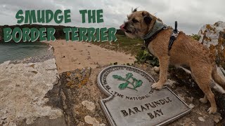 Smudge the Border Terrier on tour!!  #dogsofyoutube  #adventuredog