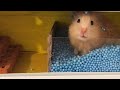 Hamster Maze with Balls Pool for Jerry