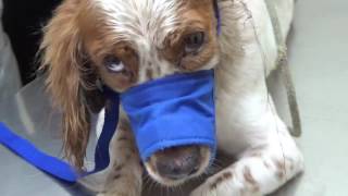 Backyards of Pain and Torture.  Dogs Rescued from deplorable conditions. by LostPet FoundPet 13,745 views 7 years ago 4 minutes, 4 seconds