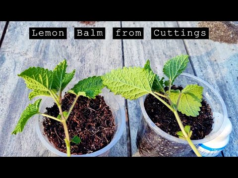 How to propagate Lemon Balm from Cuttings