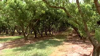 Enjoy this moment of calm from the peach orchards at strawberry hill.