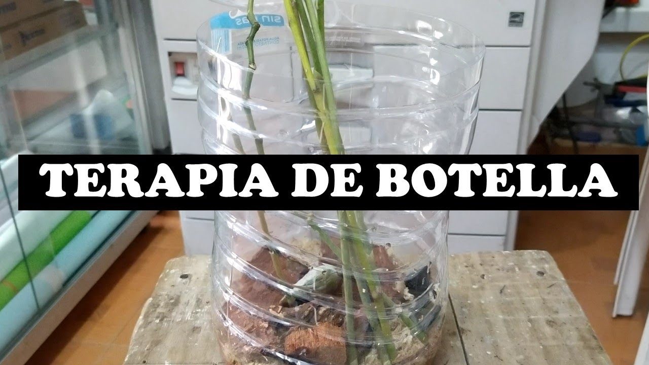Terapia de botella para orquideas (Part. 1)