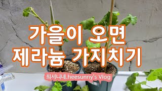 가지치기 이렇게 하세요.가지치기 요령#제라늄관리 #제라늄가지치기#gardening #반려식물 #취미 #식물 #꽃#가을맞이#케이제라늄#변종